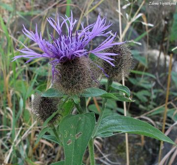 Fotogalerie: Chrpa parukka - Centaurea pseudophrygia C.A.Meyer