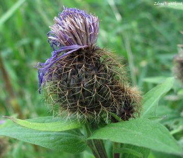 Chrpa parukka - Centaurea pseudophrygia C.A.Meyer