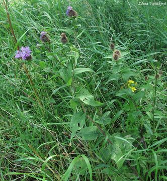 Chrpa parukka - Centaurea pseudophrygia C.A.Meyer