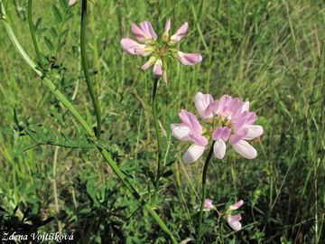 Fotogalerie: iorka pestr - Securigera varia (L.) Lassen