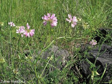 iorka pestr - Securigera varia (L.) Lassen