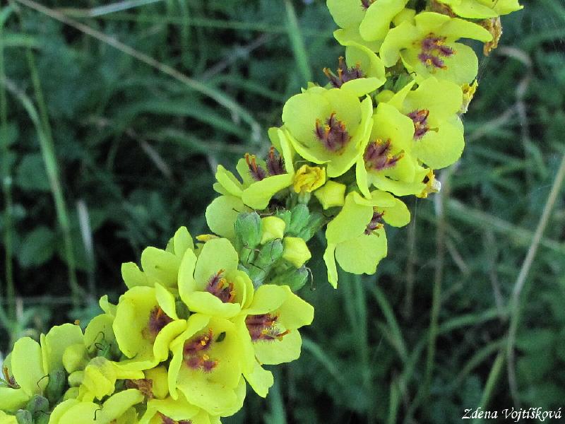 Divizna �ern�_01