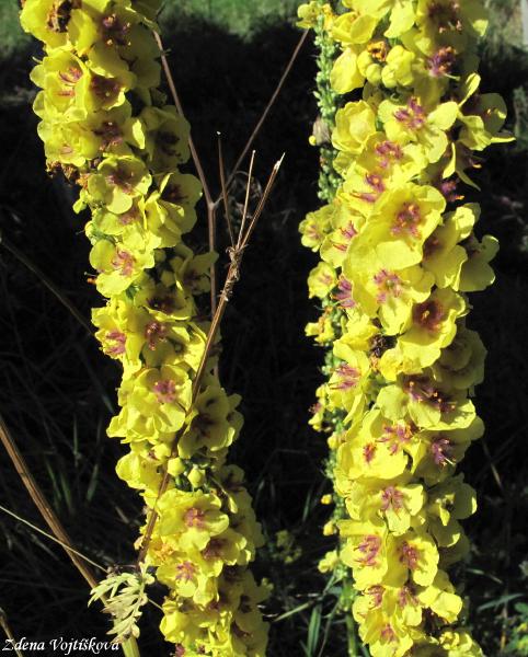 Divizna �ern�_02