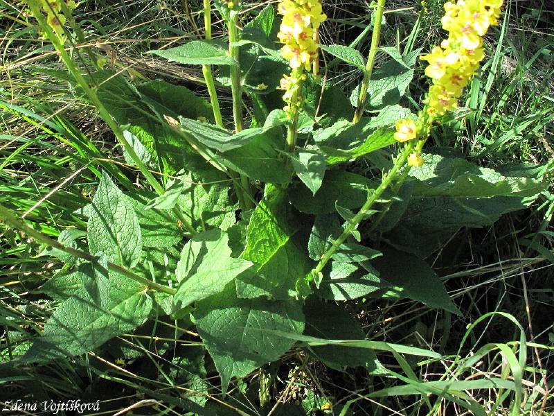 Divizna �ern�_04