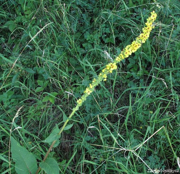 Divizna �ern�_05