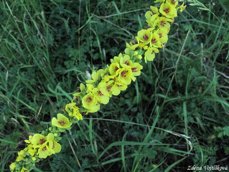 Divizna �ern�_06