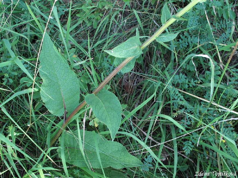 Divizna �ern�_07