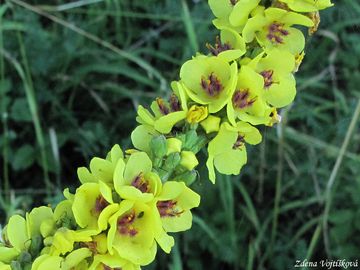 Fotogalerie: Divizna �ern� - Verbascum nigrum L.