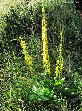 Divizna �ern� - Verbascum nigrum L.