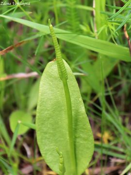 Fotogalerie: Had jazyk obecn (hadilka) - Ophioglossum vulgatum L.