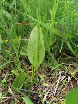 Had jazyk obecn (hadilka) - Ophioglossum vulgatum L.