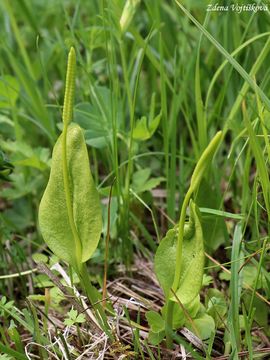 Had jazyk obecn (hadilka) - Ophioglossum vulgatum L.