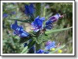 hadinec-obecny_01.jpg