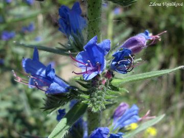 Fotogalerie: Hadinec obecn - Echium vulgare L.