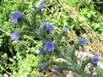 Hadinec obecn - Echium vulgare L.