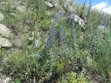 Hadinec obecn - Echium vulgare L.