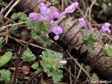 Fotogalerie: Hluchavka objmav - Lamium amplexicaule L.