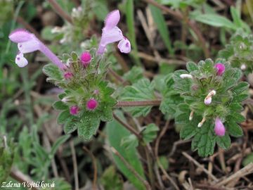 Hluchavka objmav - Lamium amplexicaule L.