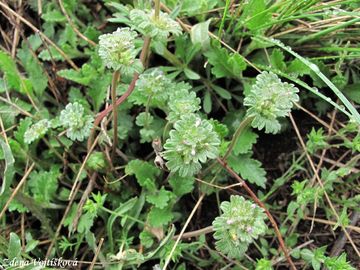 Hluchavka objmav - Lamium amplexicaule L.
