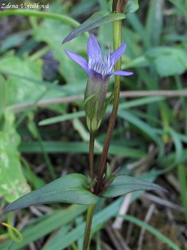 Fotogalerie: Hoeek nahokl - Gentianella amarella (L.) Brner
