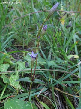 Hoeek nahokl - Gentianella amarella (L.) Brner