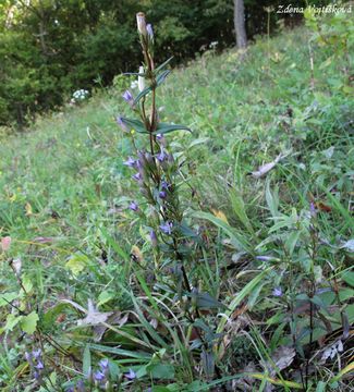Hoeek nahokl - Gentianella amarella (L.) Brner