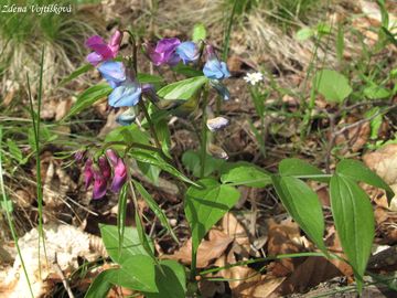 Fotogalerie: Hrachor jarn - Lathyrus vernus (L.) Bernh.