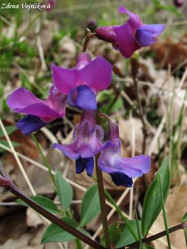 Hrachor jarn - Lathyrus vernus (L.) Bernh.