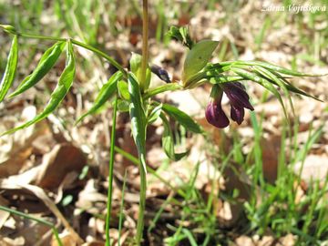 Hrachor jarn - Lathyrus vernus (L.) Bernh.