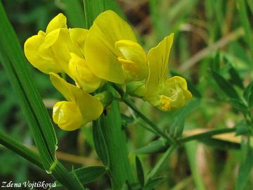Fotogalerie: Hrachor lun - Lathyrus pratensis L.