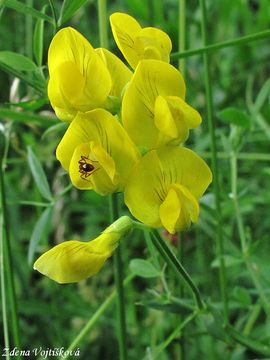 Hrachor lun - Lathyrus pratensis L.