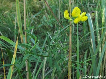 Hrachor lun - Lathyrus pratensis L.