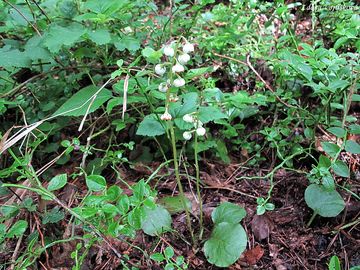 Fotogalerie: Hrutika prostedn - Pyrola media Sw.