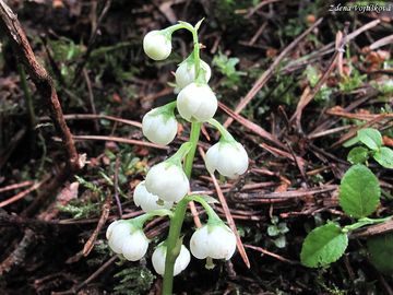 Hrutika prostedn - Pyrola media Sw.