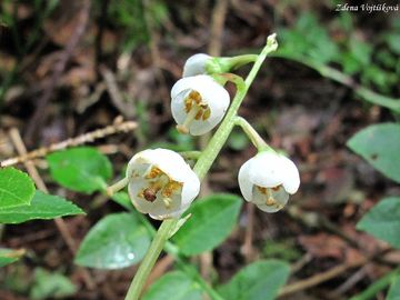 Hrutika prostedn - Pyrola media Sw.