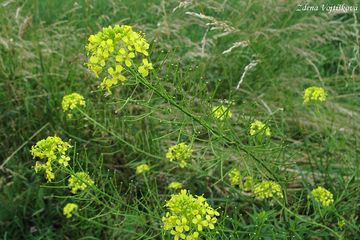 Fotogalerie: Hulevnk Loeselv - Sisymbrium loeselii L.