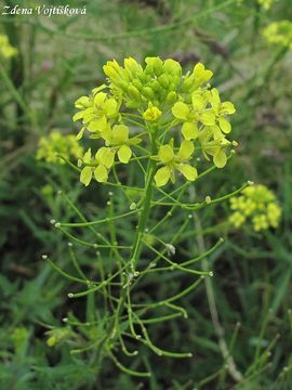 Hulevnk Loeselv - Sisymbrium loeselii L.