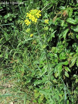 Hulevnk Loeselv - Sisymbrium loeselii L.