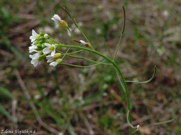 Fotogalerie: Husenek roln - Arabidopsis thaliana (L.) Heynh.