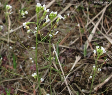 Husenek roln - Arabidopsis thaliana (L.) Heynh.