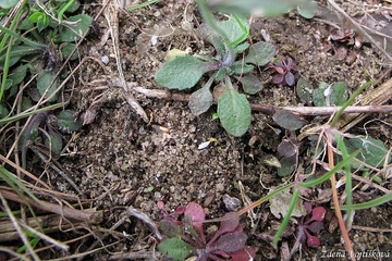 Husenek roln - Arabidopsis thaliana (L.) Heynh.