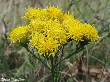 Fotogalerie: hvzdnice zlatovlsek - Aster linosyris (L.) Bernh.