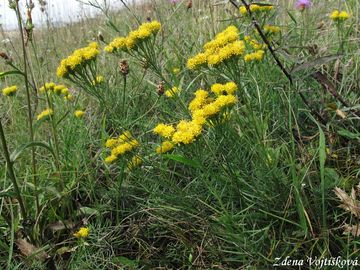 hvzdnice zlatovlsek - Aster linosyris (L.) Bernh.
