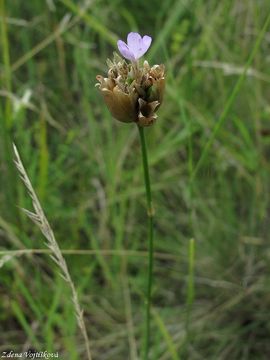 Fotogalerie: Hvozdek prorostl - Petrorhagia prolifera (L.) P.W.Ball et Heywood