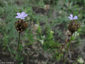 Hvozdek prorostl - Petrorhagia prolifera (L.) P.W.Ball et Heywood