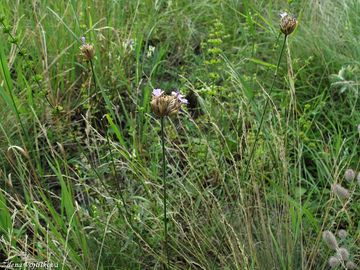 Hvozdek prorostl - Petrorhagia prolifera (L.) P.W.Ball et Heywood