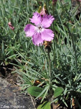 Fotogalerie: Hvozd�k siv� - Dianthus gratianopolitanus Vill.