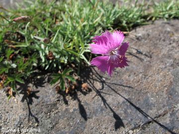 Hvozd�k siv� - Dianthus gratianopolitanus Vill.