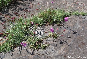Hvozd�k siv� - Dianthus gratianopolitanus Vill.