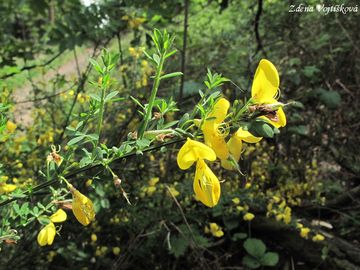 Fotogalerie: Janovec metlat - Cytisus scoparius (L.) Link